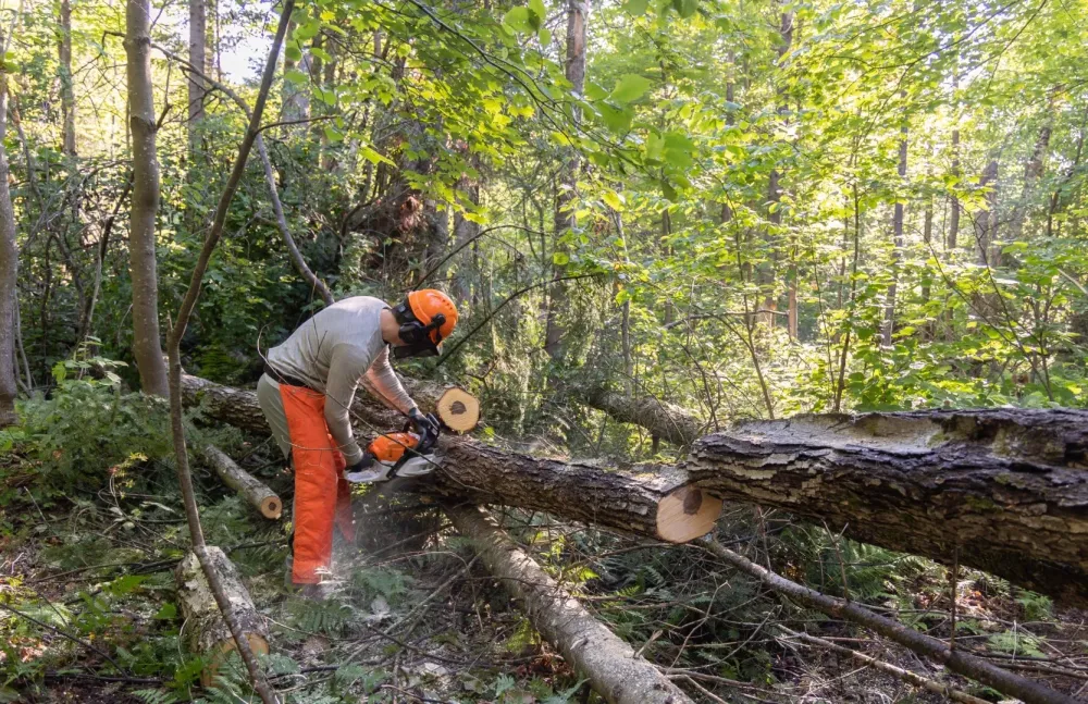 Travaux forestiers à Prémery